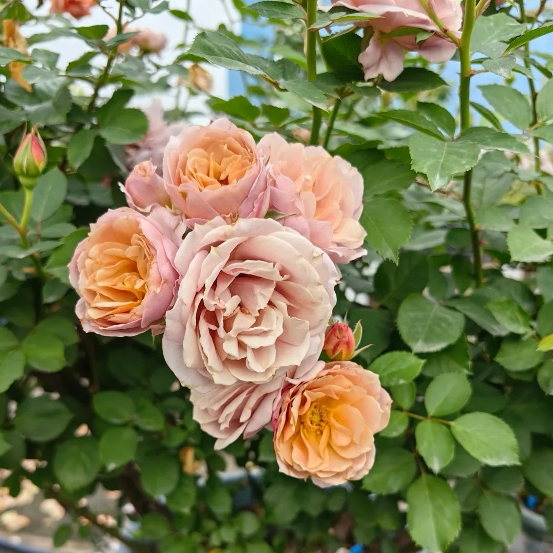 Iori Rose Plant｜八神庵 image 6