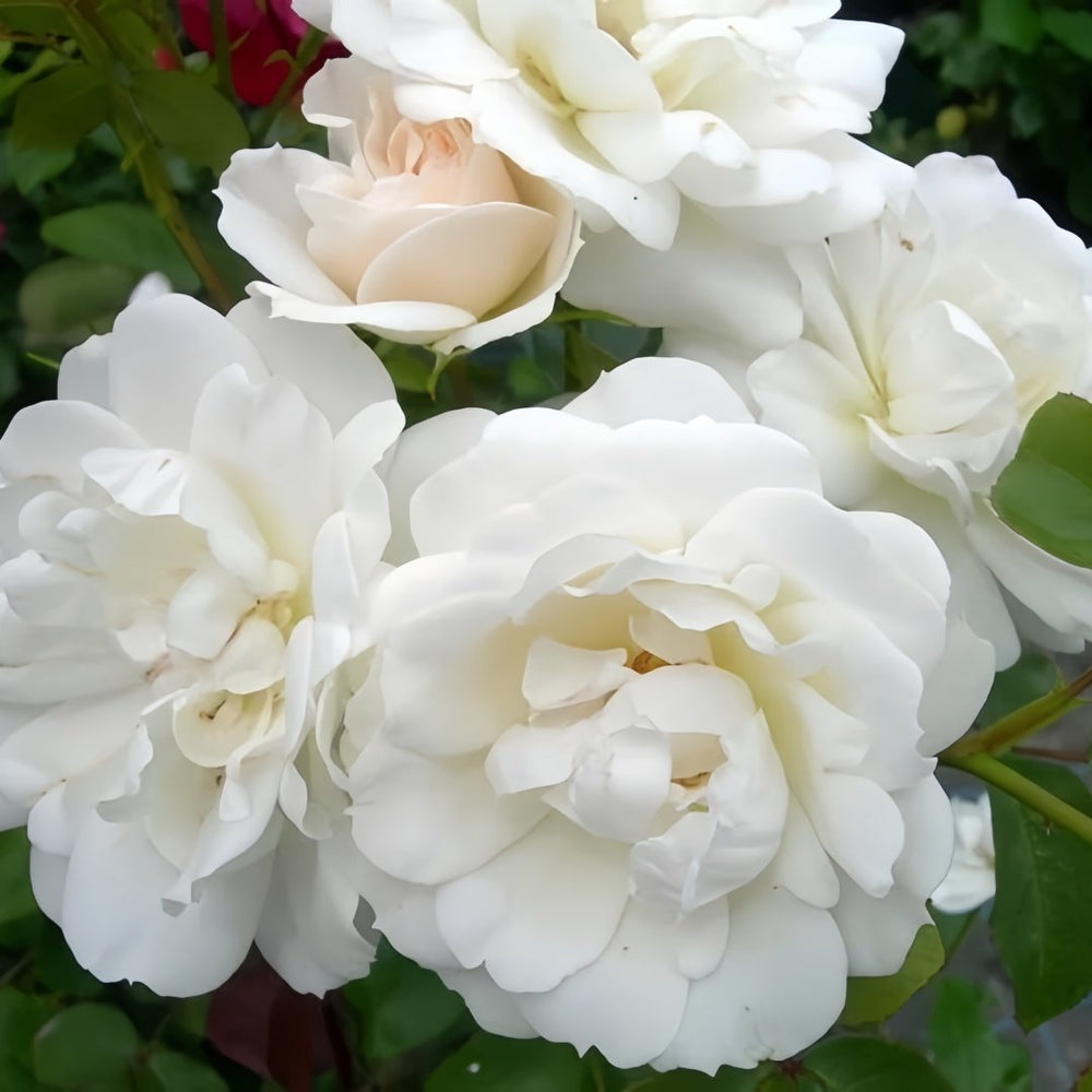 Aspirin Rose Plant|阿司匹林 image 5