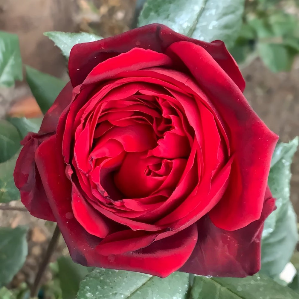 Admiral Rose Plant｜海军上将 image 2