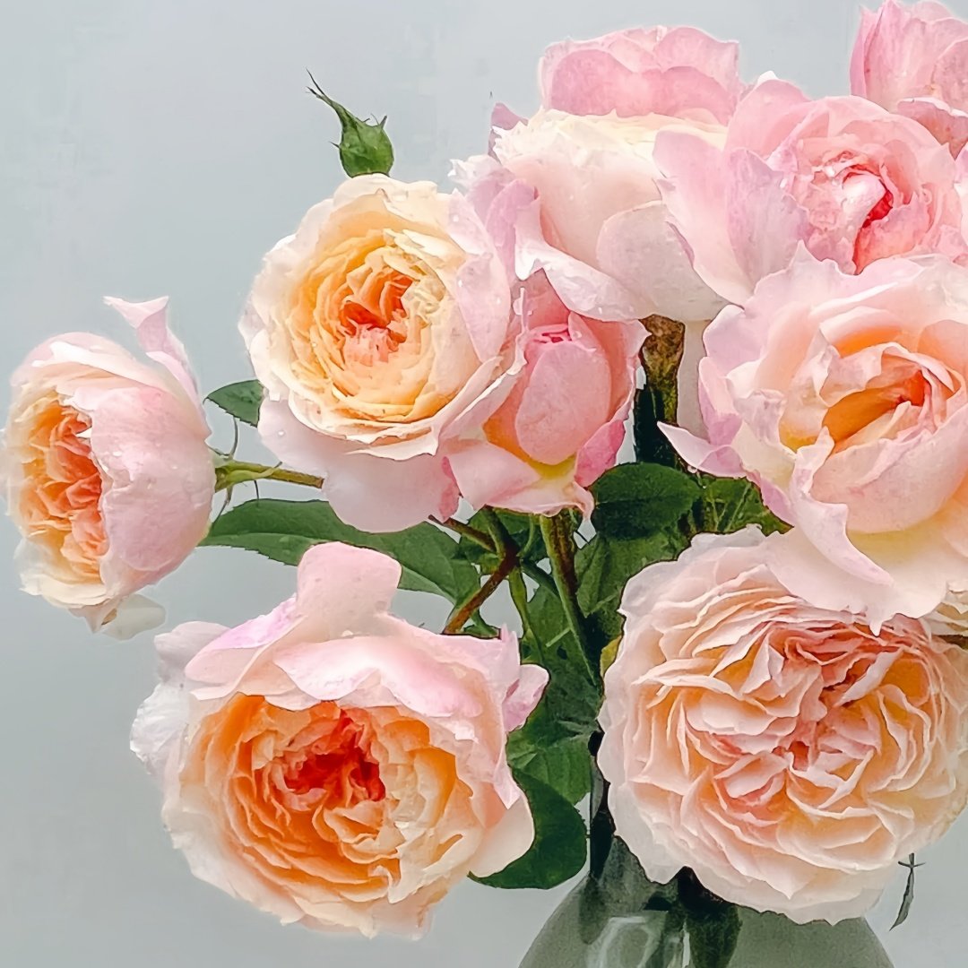 Yingyingfen Rose Plant|盈盈粉 image 6