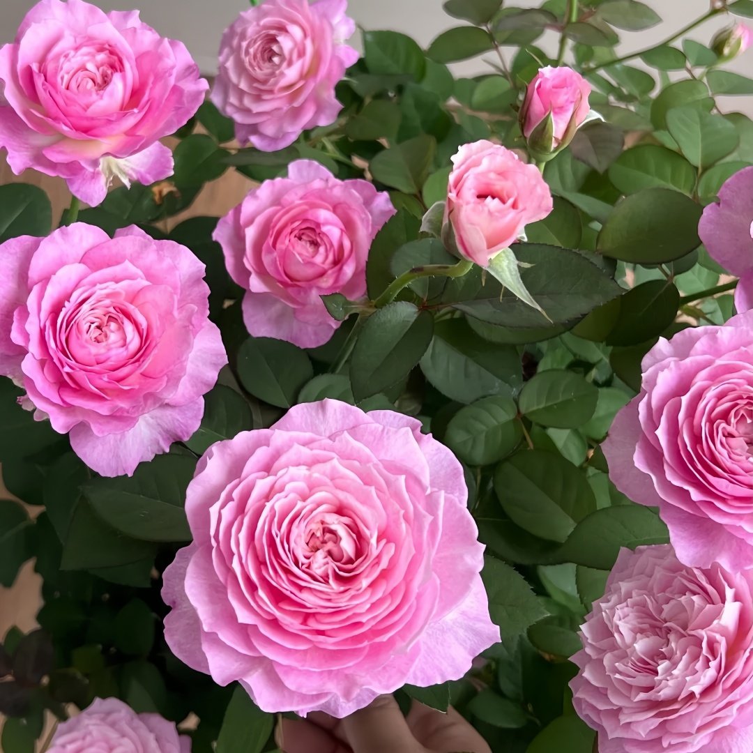 Xingyuan Xueqing Rose Plant | 杏苑雪晴 image 4