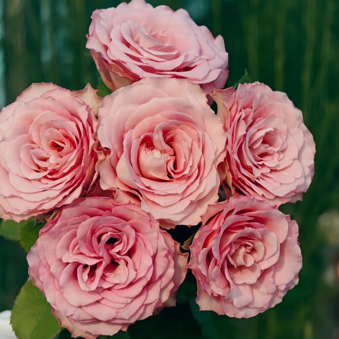 Ginette Rose Plant｜吉内特 image 7