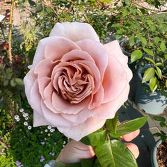 Caffe Latte Rose Plant|拿铁咖啡 image 1