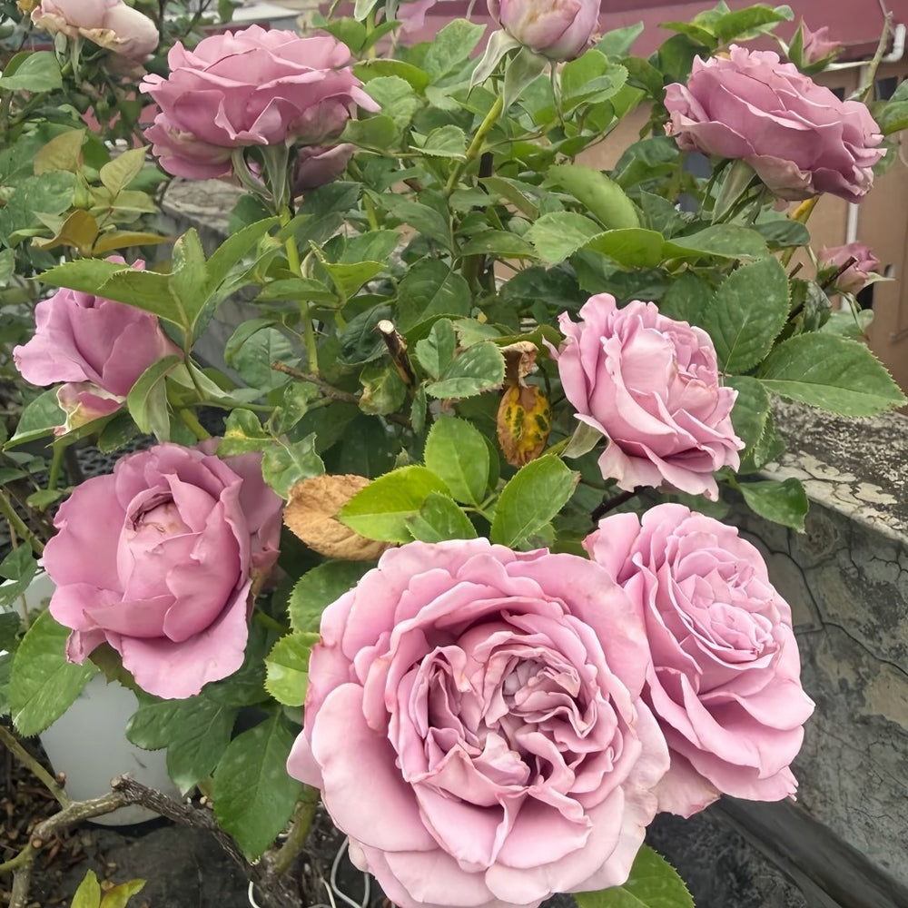 Amethyst Rose Plant｜紫龙晶 image 7