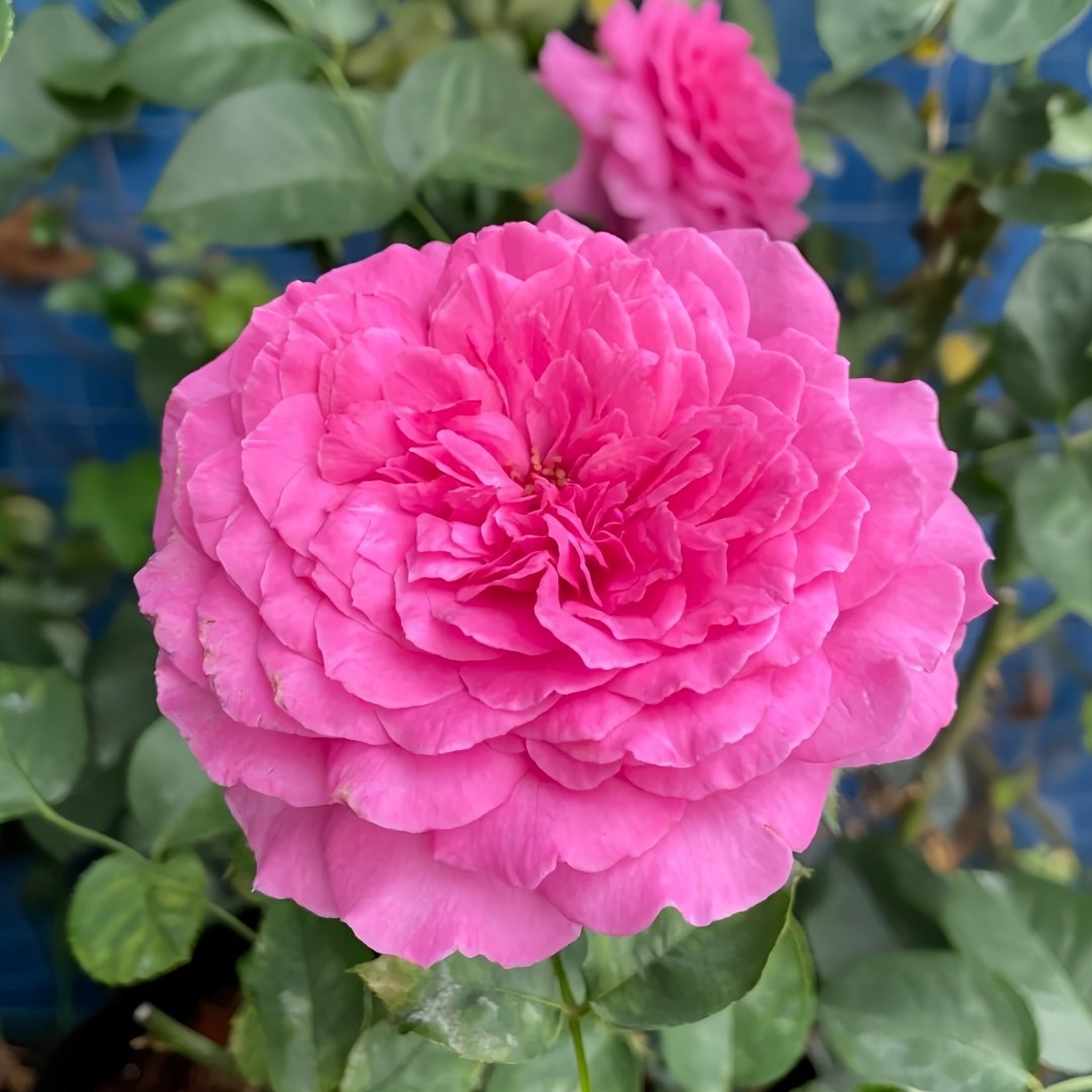 Sapphire Rose Plant|伊芙蓝宝石 image 2