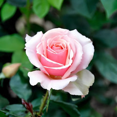 Summer Lady Rose Plant|夏日女士 image 1