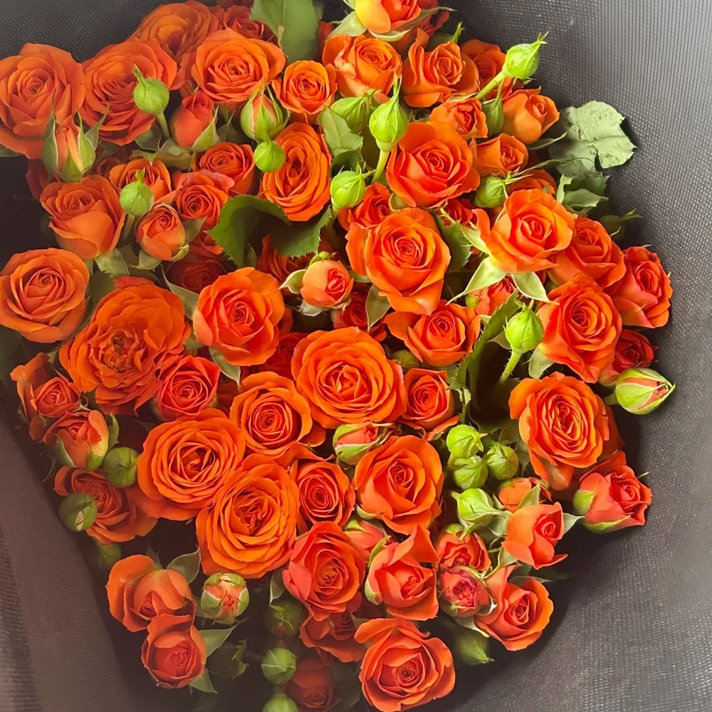 Orange Jewel Rose Plant ｜橙色芭比 image 8