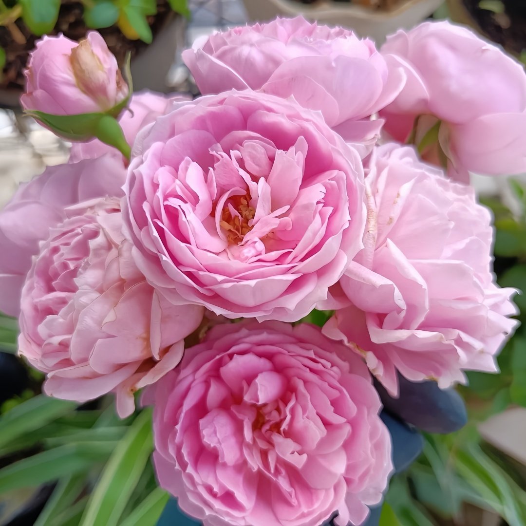 Miyako Rose Plant｜京/宫古 image 2