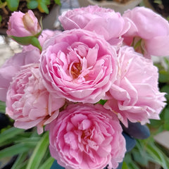 Miyako Rose Plant｜京/宫古 image 2