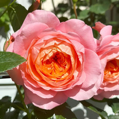 JuZi Rose Plant-橘子 image 2