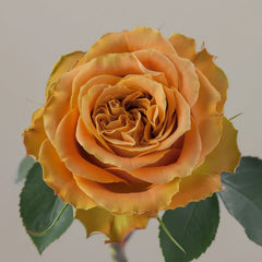 Copper Kiss Rose Plant|铜吻 image 1