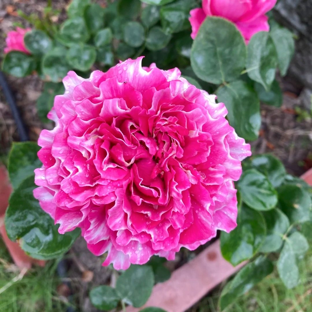 Purple Mist Rose Plant｜紫雾凝霜 image 3