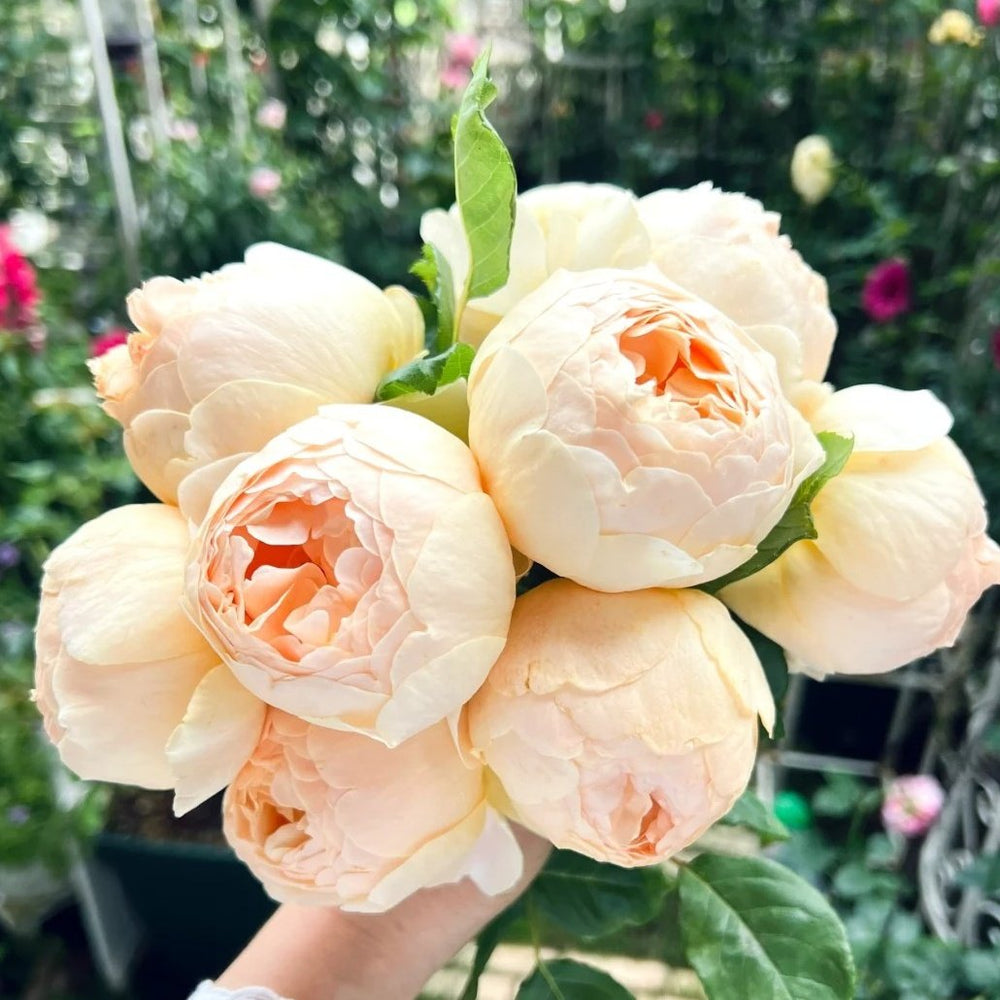 Jude the Obscure Rose Plant｜无名的裘德 image 4