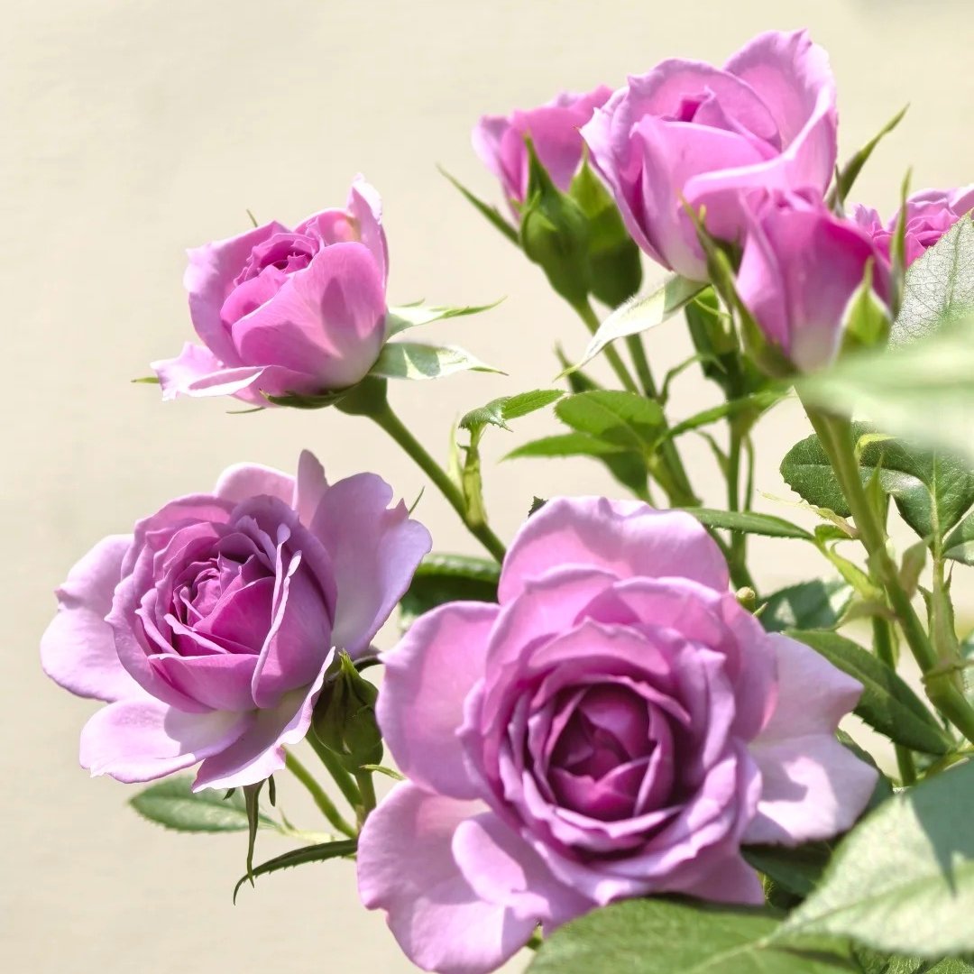 Lavender Flower Circus Rose Plant｜薰衣草门廊 image 17