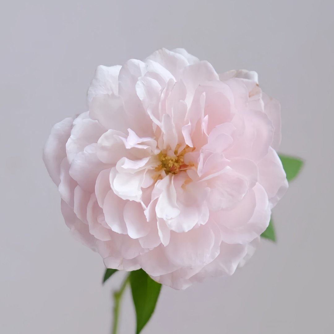 The Generous Gardener Rose Plant|慷慨的园丁 image 2