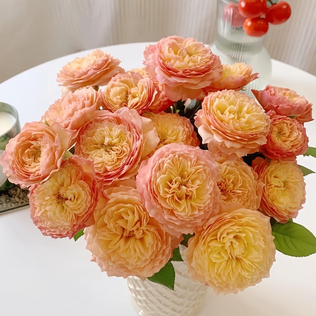 Apricot Fat Rose Plant|杏子肥 image 1