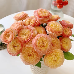 Apricot Fat Rose Plant|杏子肥 image 1