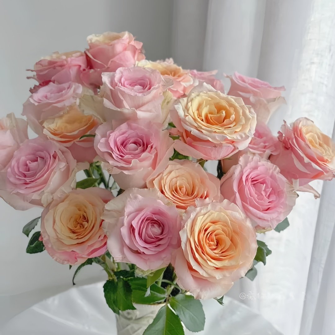 Gran Donna Rose Plant|格兰夫人 image 7