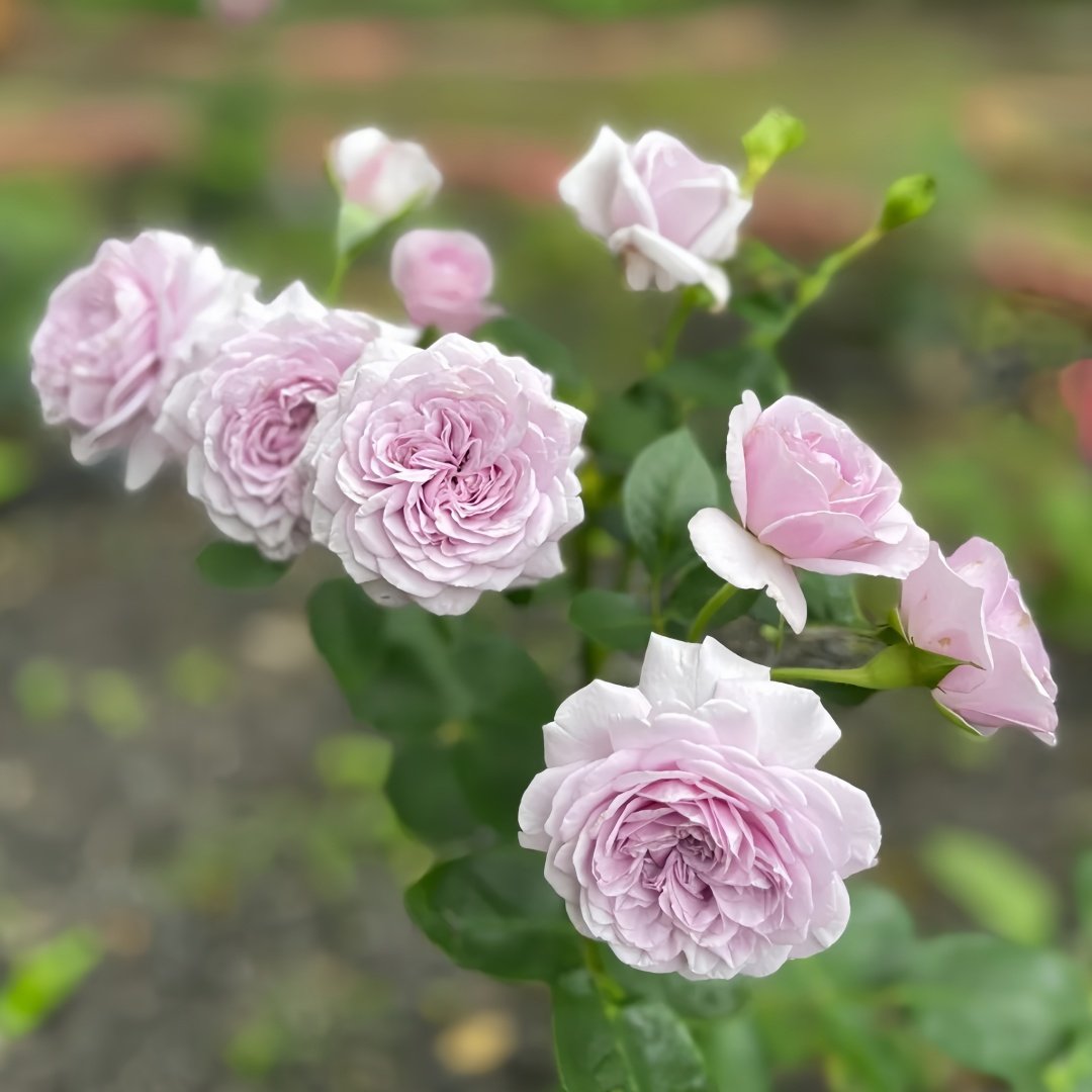 Ilias Rose Plant｜伊利亚特 image 8