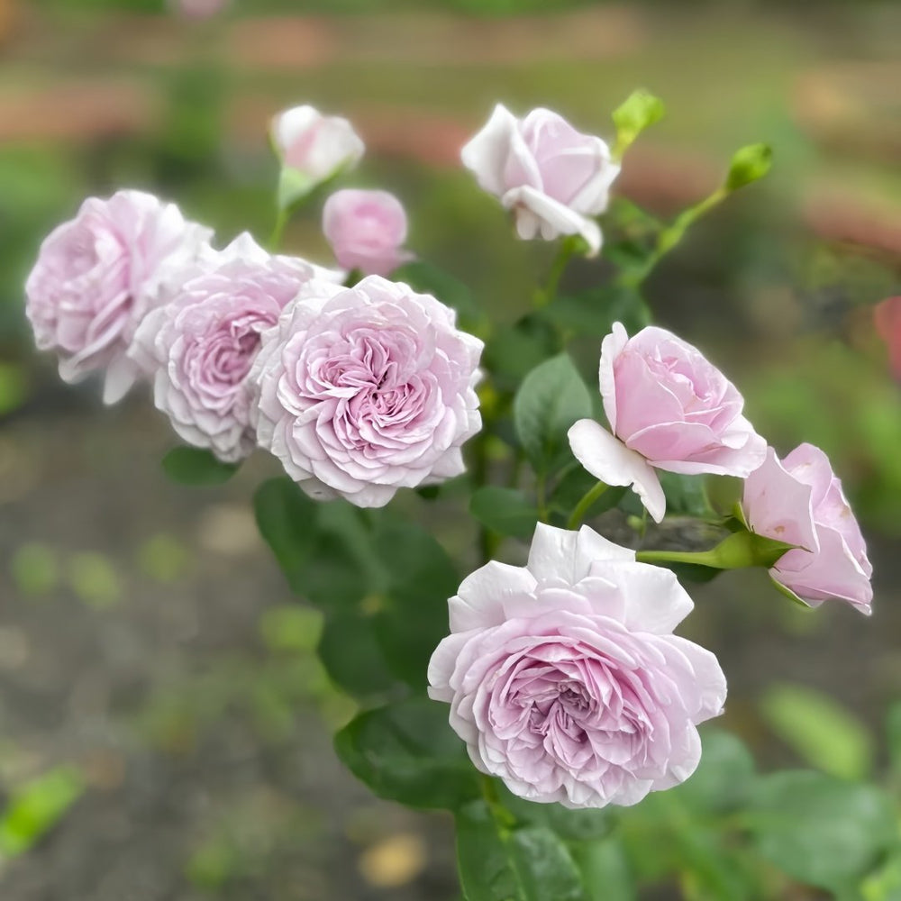 Ilias Rose Plant｜伊利亚特 image 8
