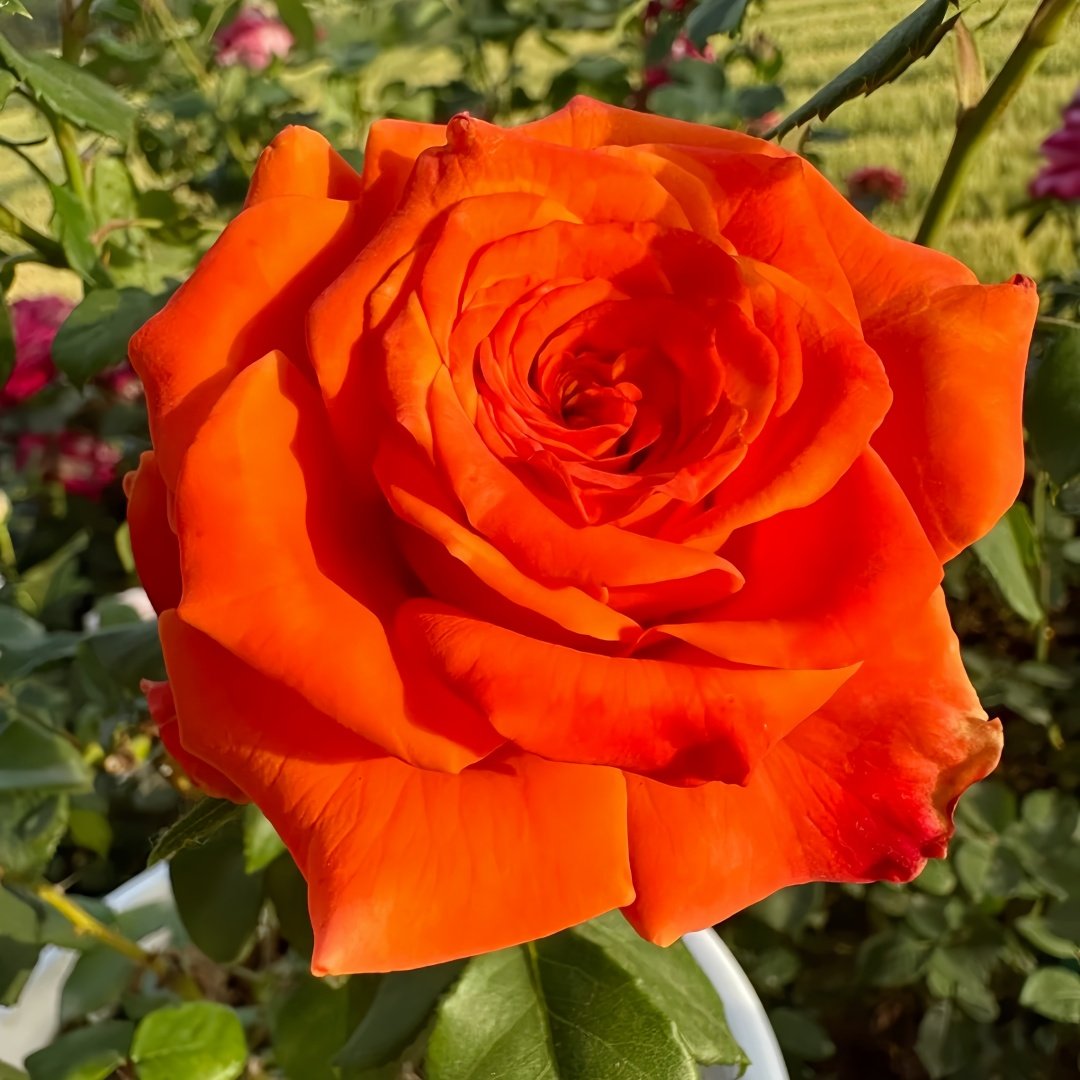 Copacabana Rose Plant｜卡巴酷吧拉 image 6