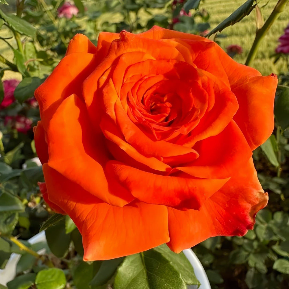 Copacabana Rose Plant｜卡巴酷吧拉 image 6