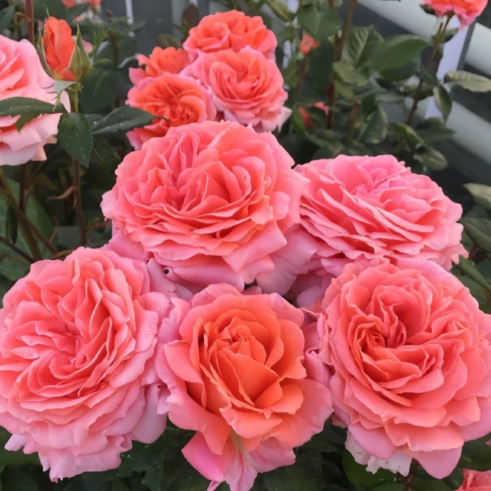 Amour de Molène Rose Plant | 莫莱纳之爱 image 5