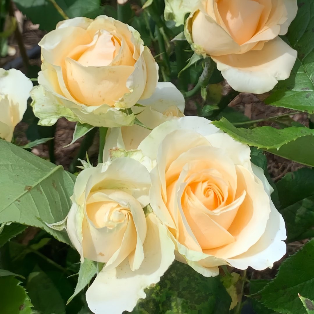 Peach Avalanche Rose Plant | 蜜桃雪山 image 5