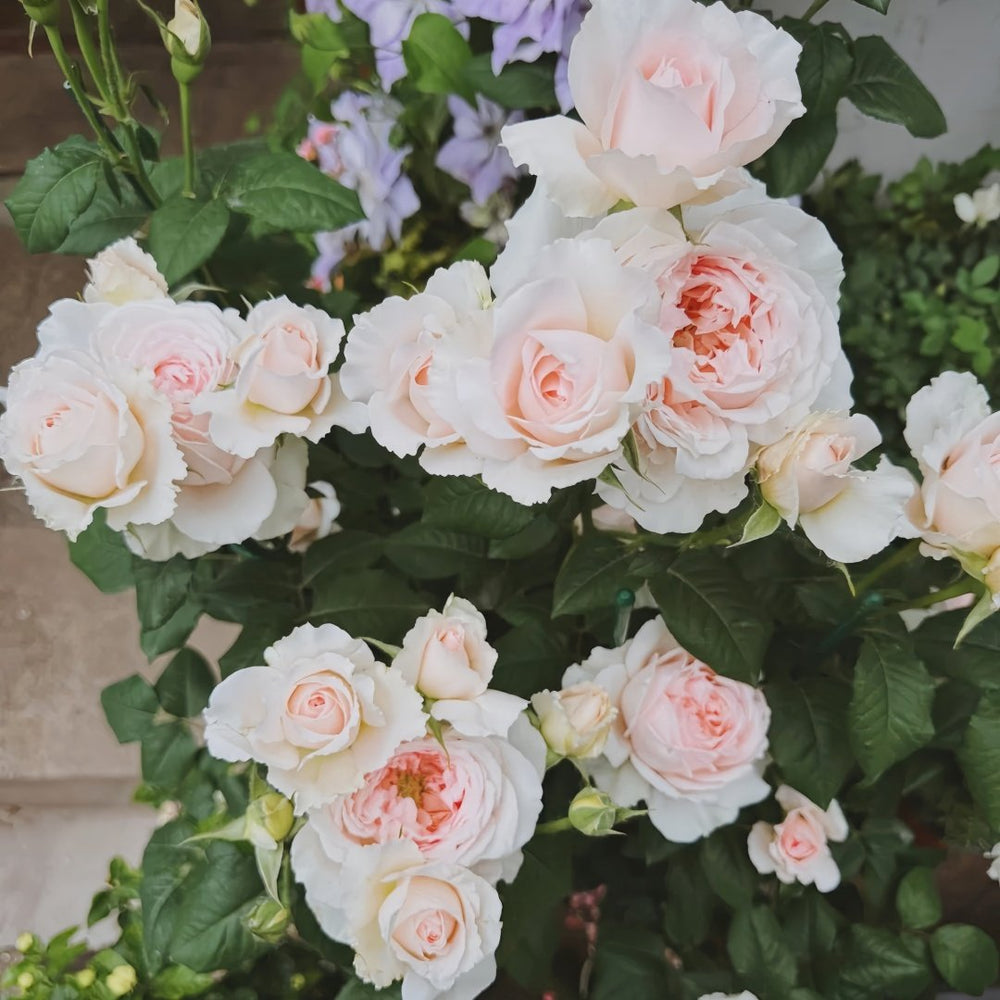 Flow Rose Plant｜涌流 image 6