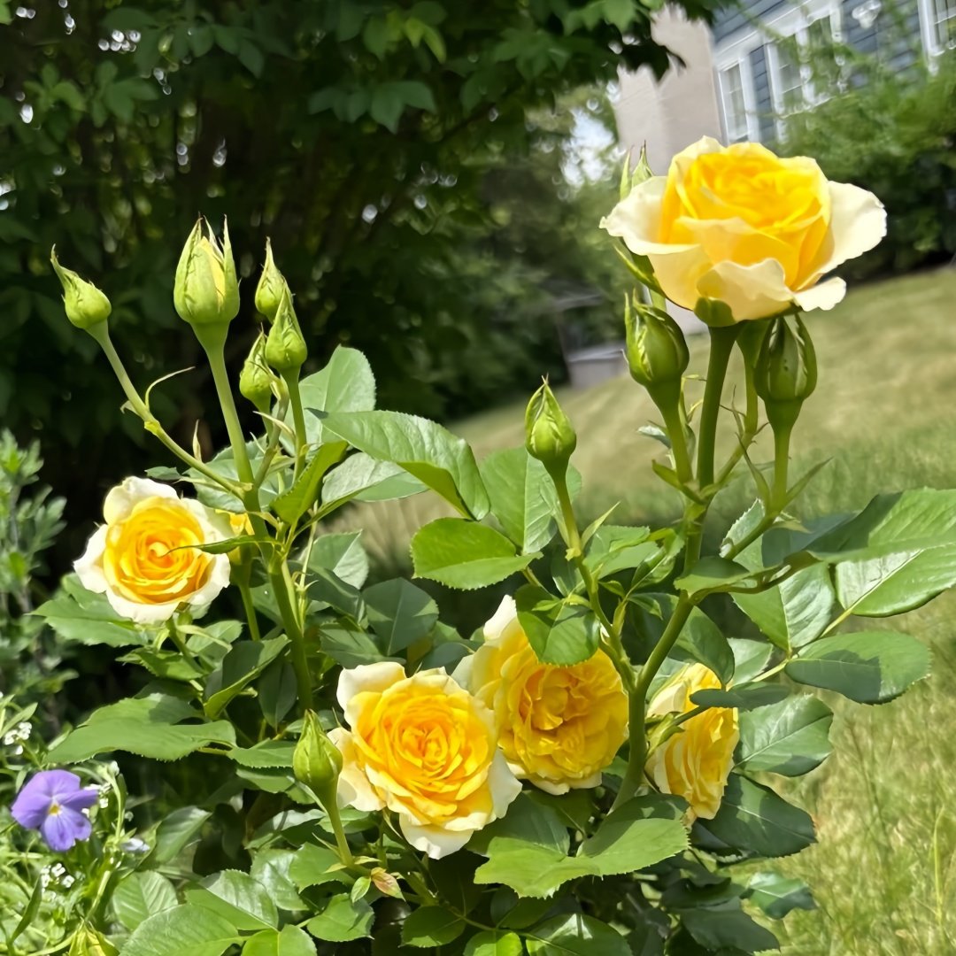 Sunny Beach Rose Plant｜阳光海滩 image 8