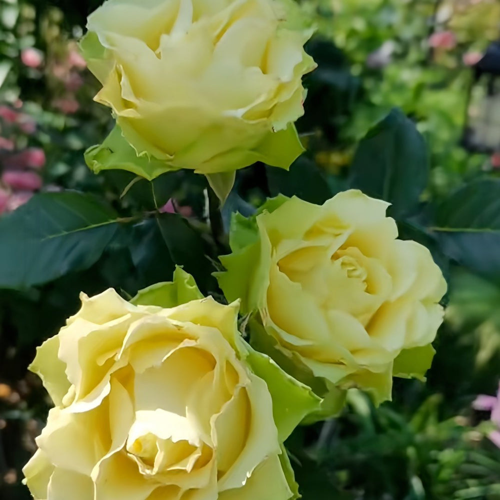 Green Planet Rose Plant｜绿色星球 image 6