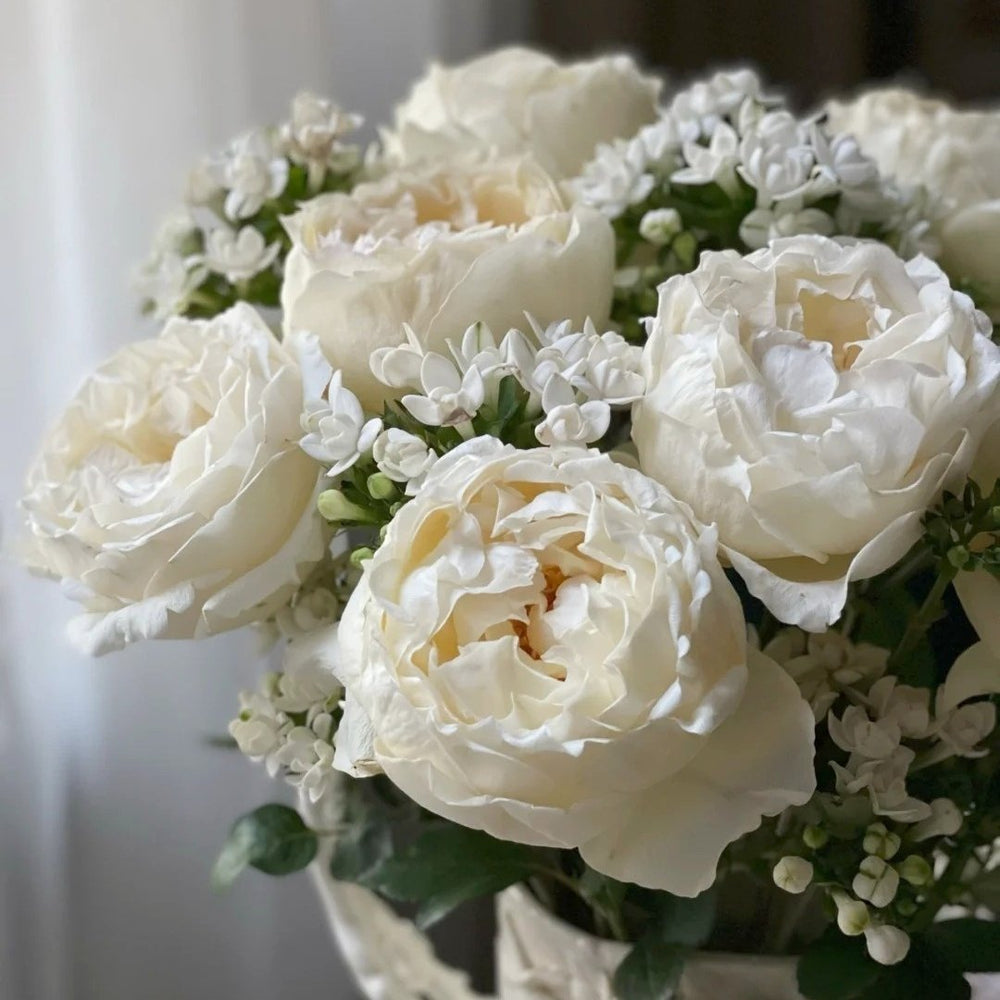 Cream Yves Piaget Rose Plant | 奶油伊芙伯爵 image 4