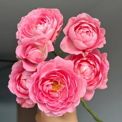 Fragrance King Terrazza Rose Plant｜芳香王阳台 image 1