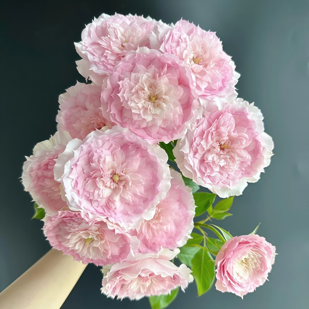 Rongrongyue Rose Plant|溶溶月 image 6