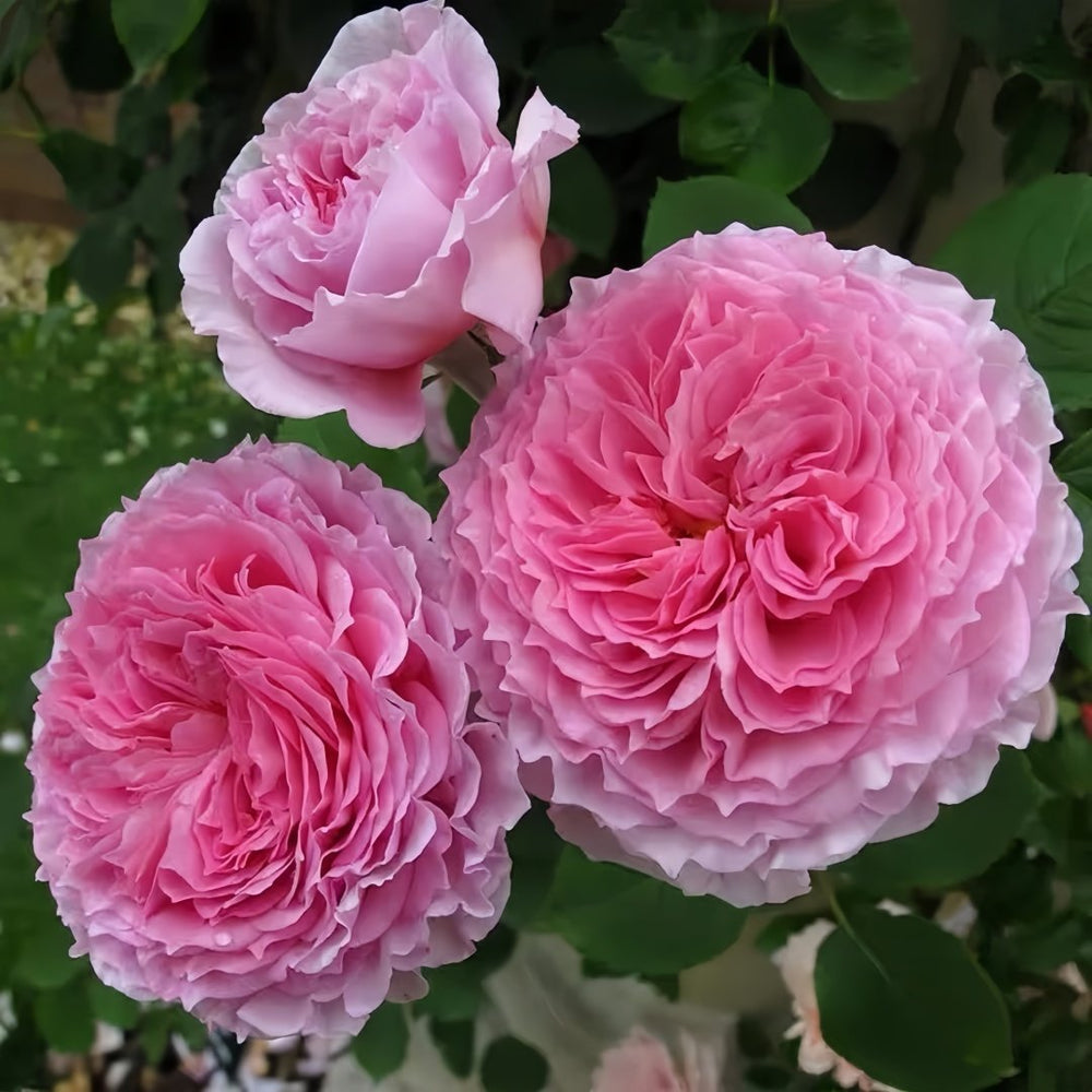 James Galway Rose Plant｜詹姆斯高威 image 3