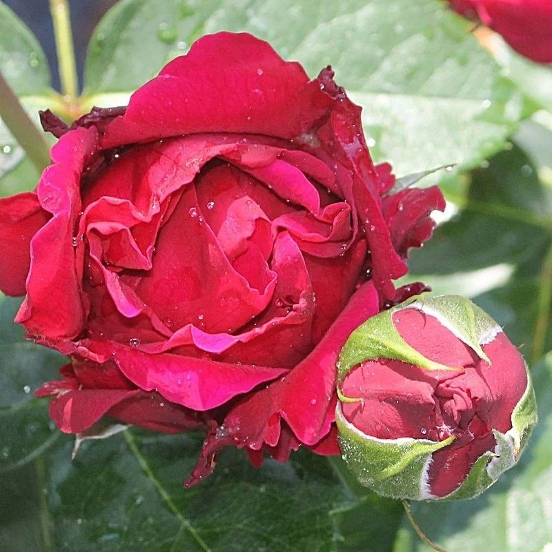 Marietta Rose Plant|玛丽叶塔 image 4