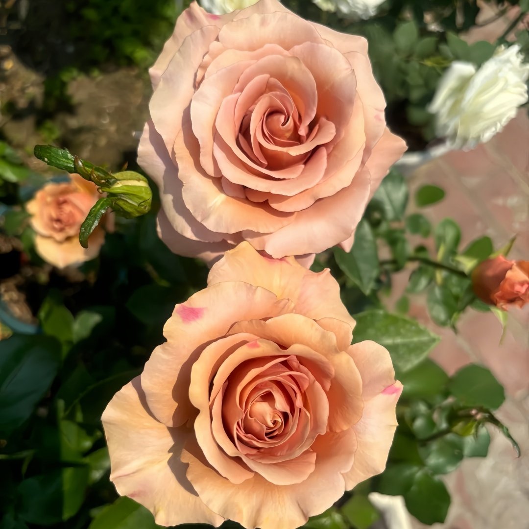 RP Moab Rose Plant | 莫泊 image 7
