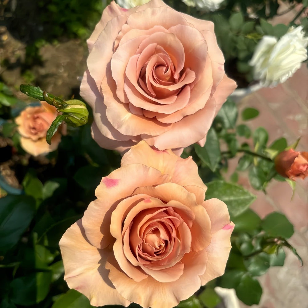 RP Moab Rose Plant | 莫泊 image 7