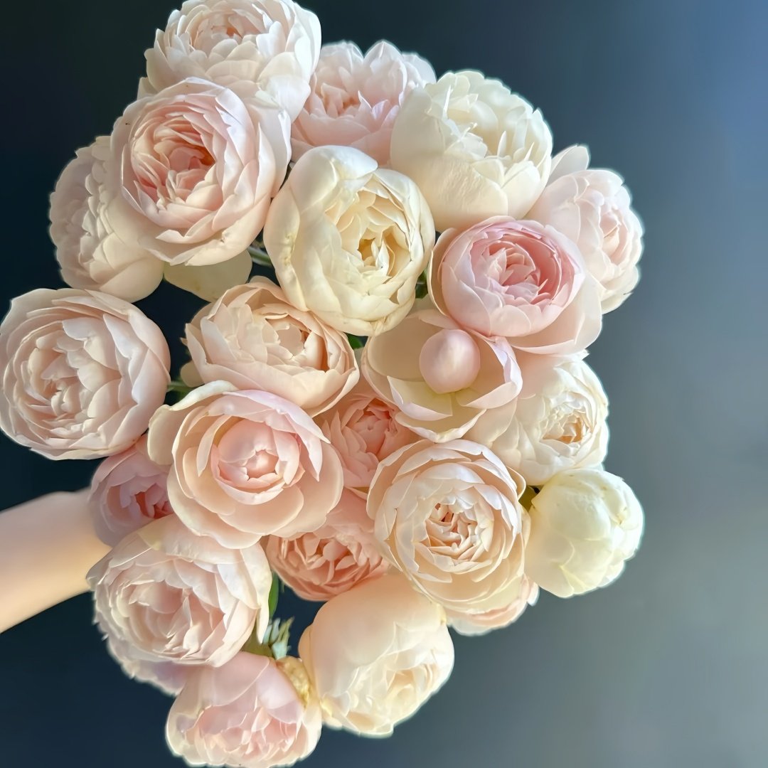 Vichy Rose Plant｜维希 image 4