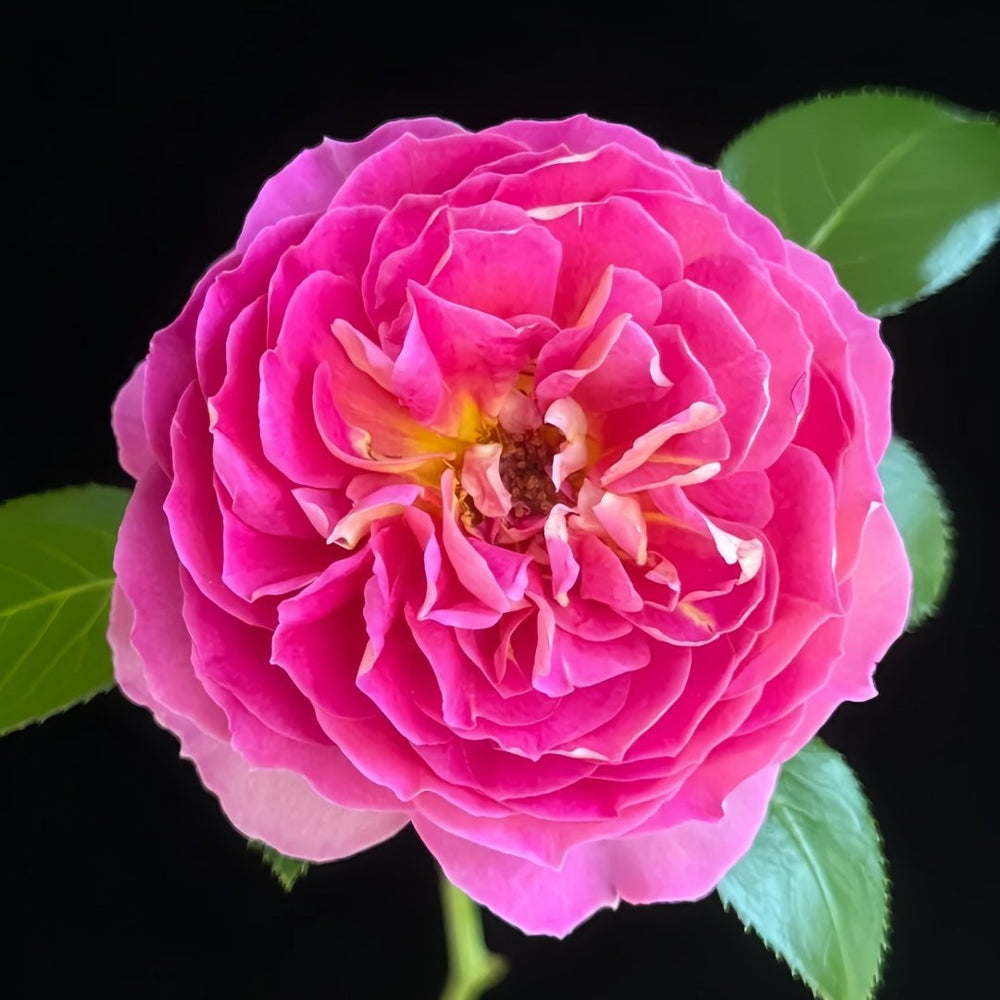 Esprit de Paris Rose Plant｜巴黎精神 image 1