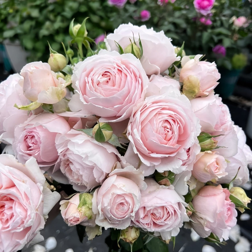 Yanzi Rose Plant|妍姿 image 9