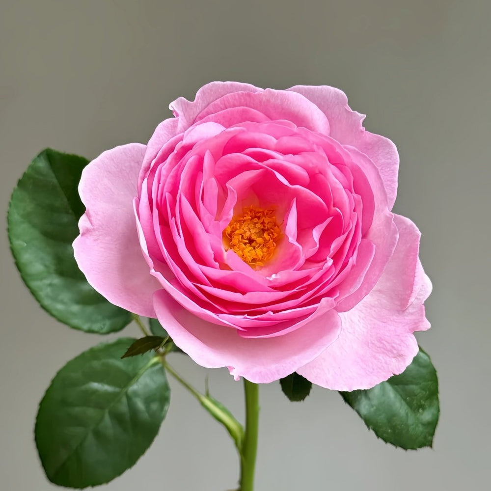 Scepter’d Isle Rose Plant｜权杖岛玫瑰 image 0