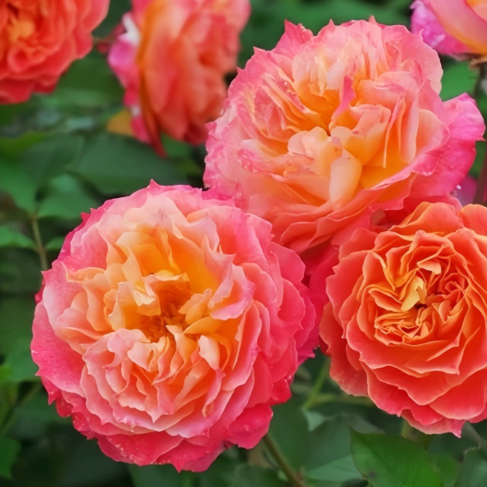 Chaleur Rose Plant｜温暖 image 7