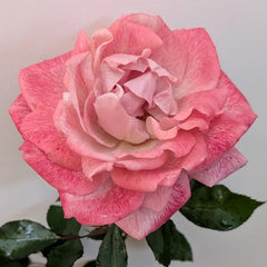 MEIvanae Rose Plant｜里昂优雅 image 3