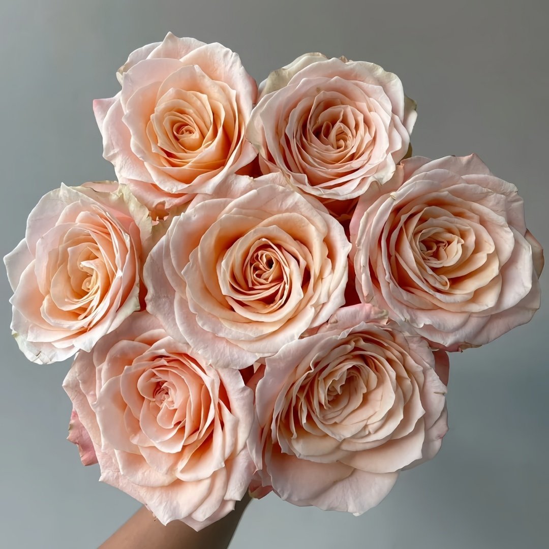 Warm Egg Soufflé Rose Plant｜暖心蛋奶酥 image 0