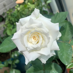 Tineke Rose Plant｜坦尼克 image 1