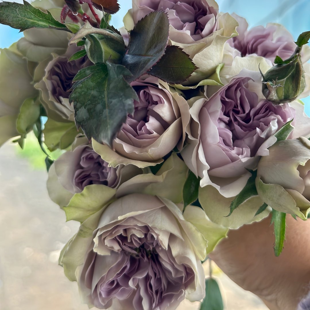 Villa Lila Rose Plant|莉拉别墅 image 8