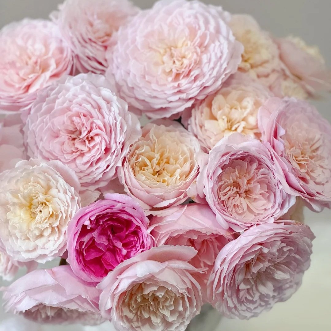 Hiyori Rose Plant|日和 image 1
