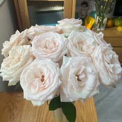 White Peach Gyokuro Rose Plant | 玉露白桃 image 3