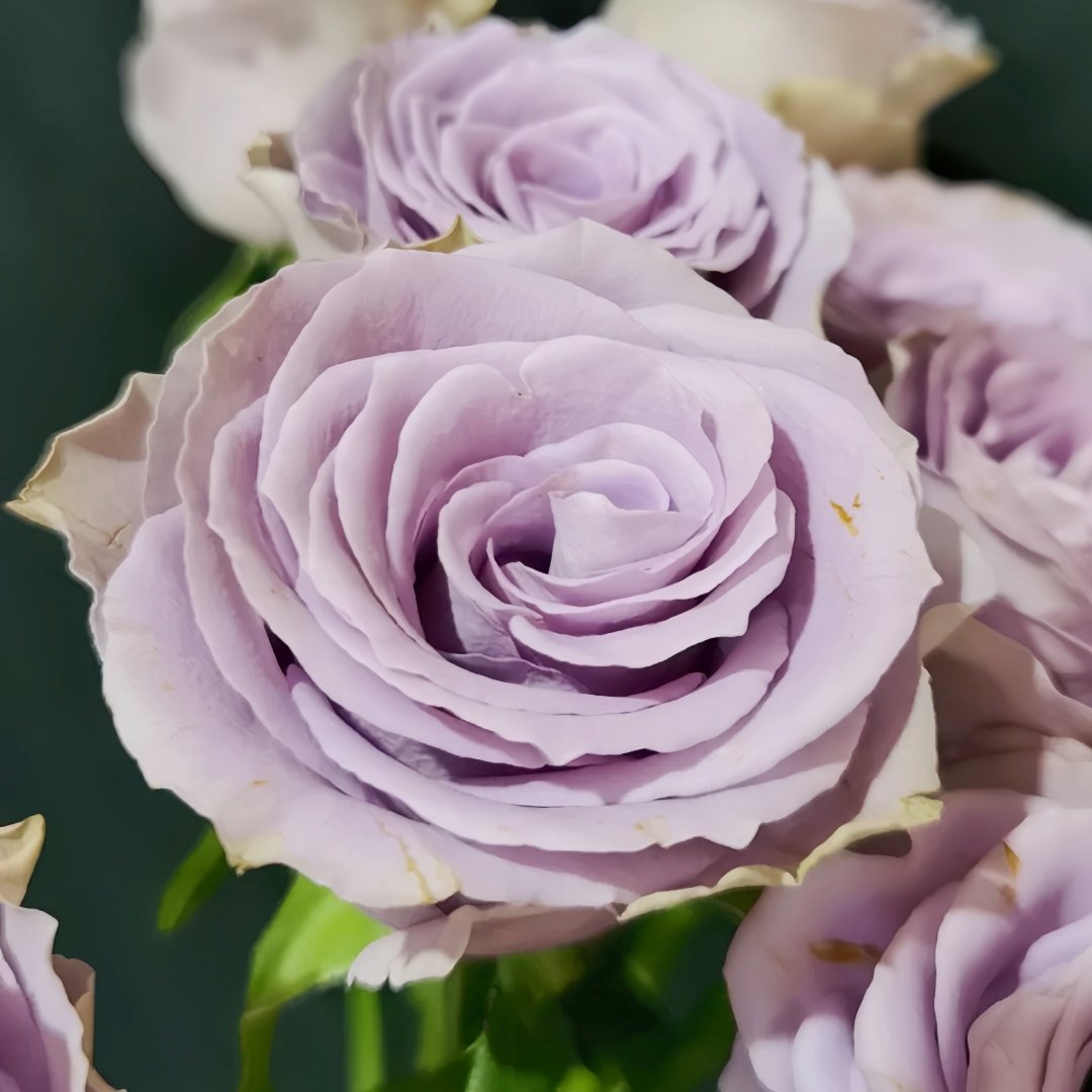 Grey Knights Rose Plant｜灰骑士 image 5